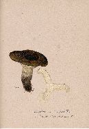 Lactarius turpis image