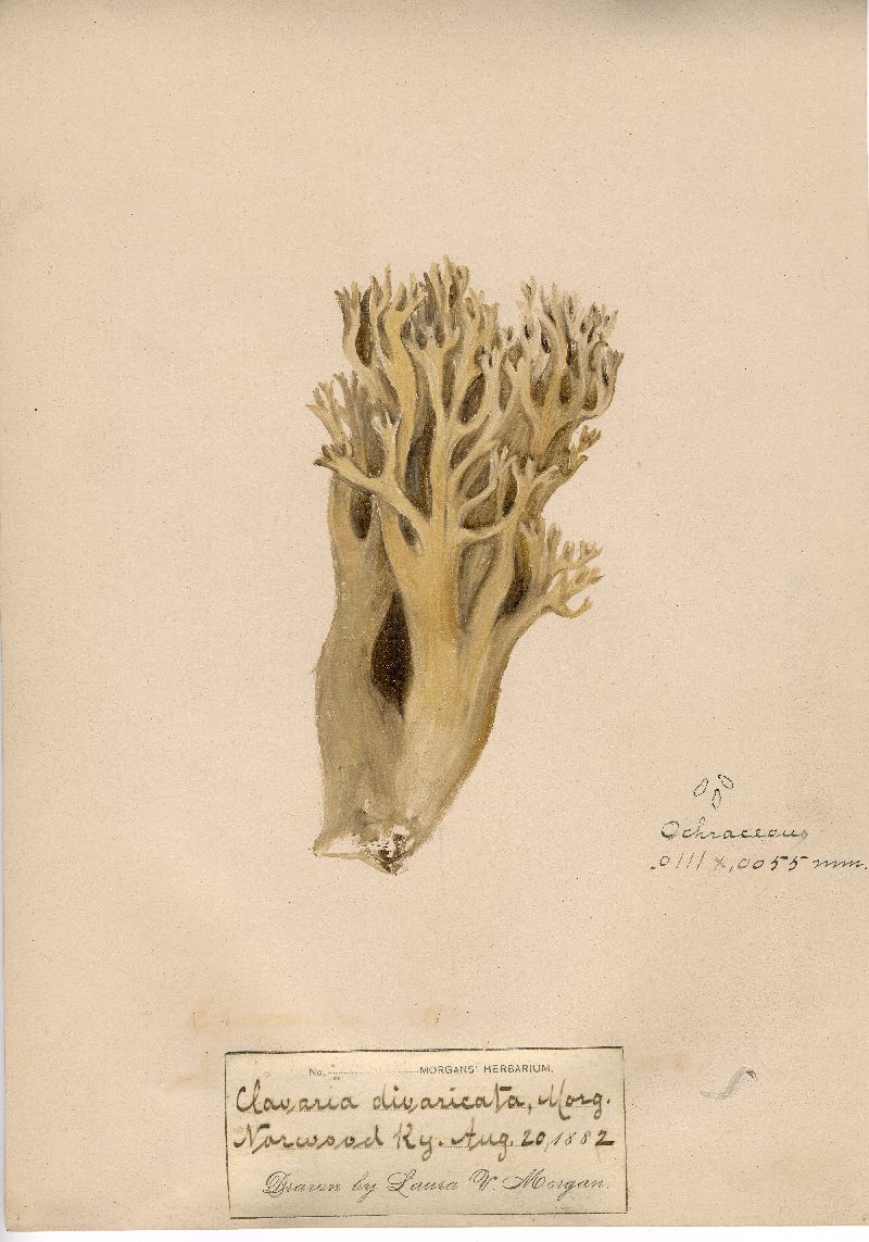Ramaria divaricata image