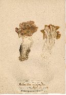 Helvella crispa image