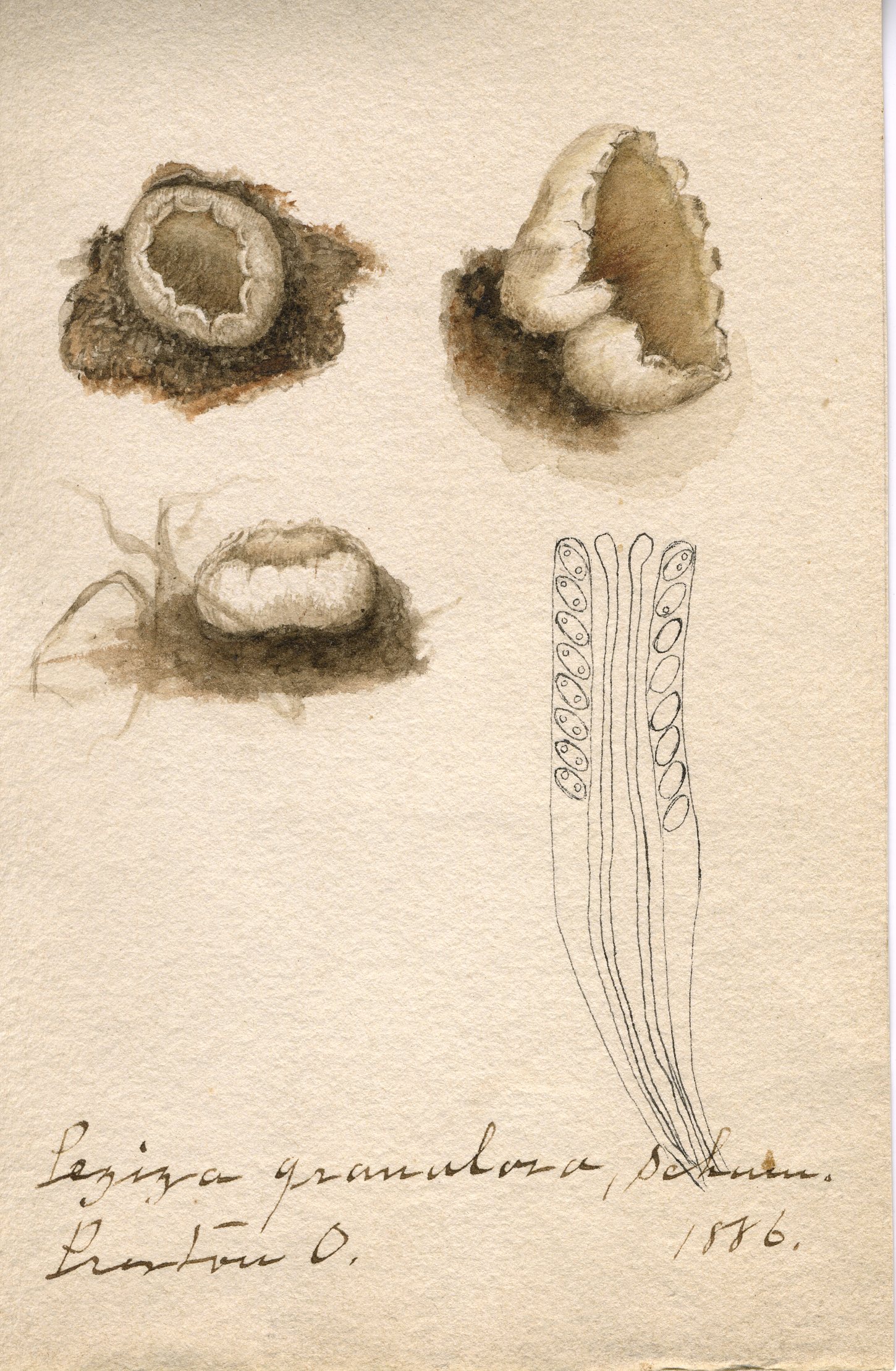 Peziza granulosa thumbnail