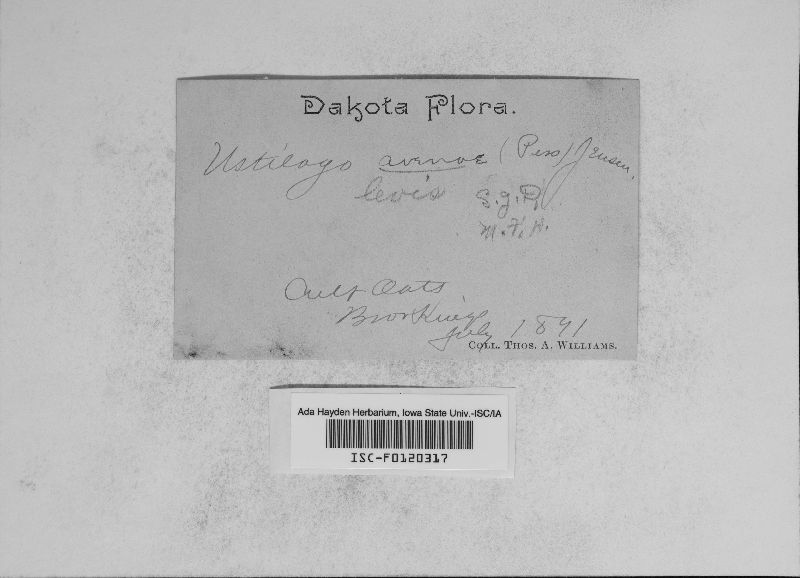 Ustilago hordei image