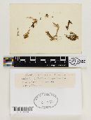 Clavulina coralloides image