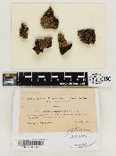 Cerrena unicolor image