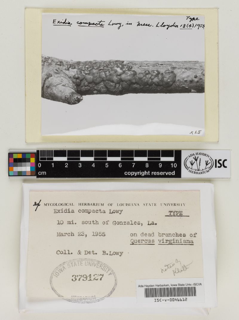 Exidia compacta image