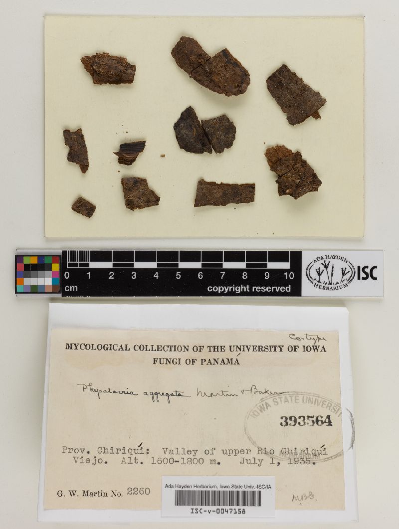 Physalacria aggregata image