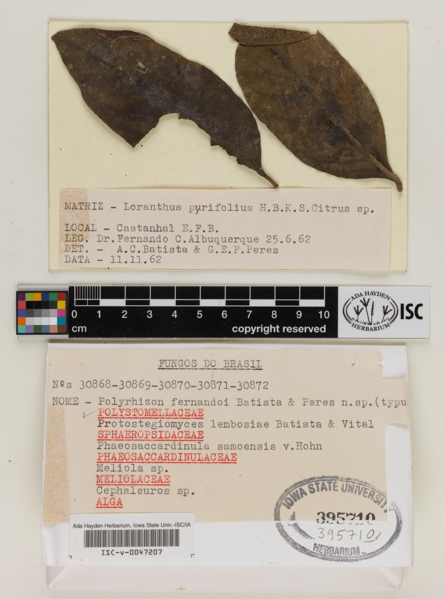 Polystomellaceae