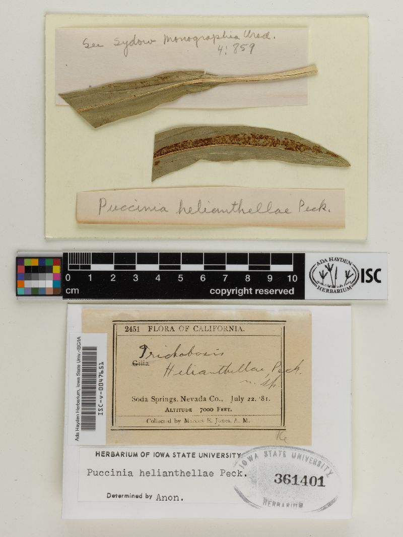 Puccinia helianthellae image