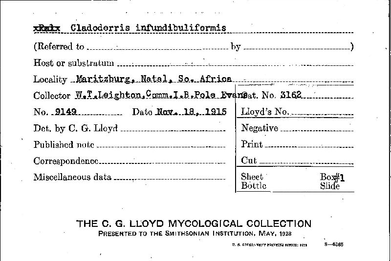 Cymatoderma infundibuliforme image