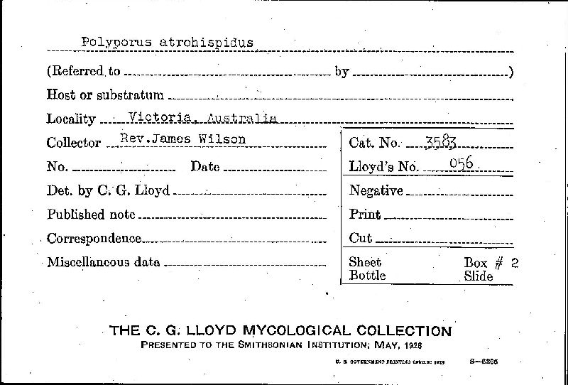 Polyporus atrohispidus image
