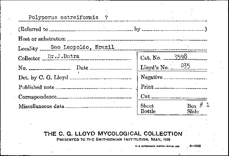 Polyporus ostreiformis image