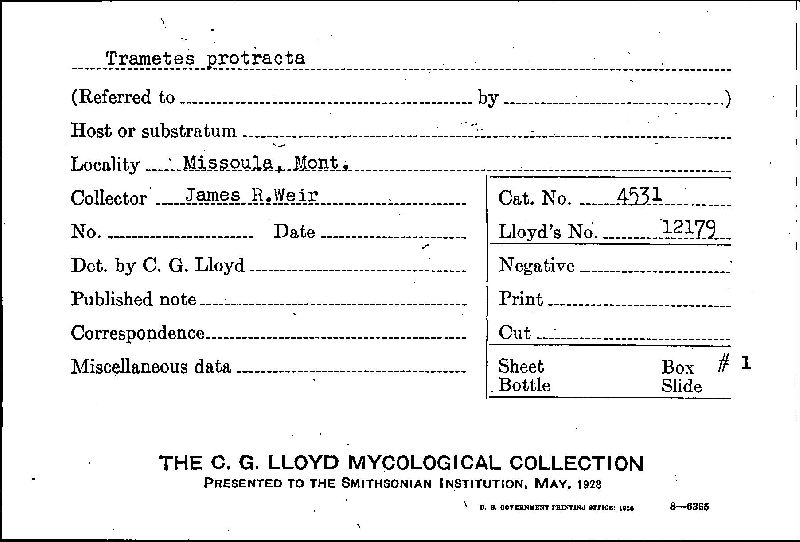 Gloeophyllum protractum image