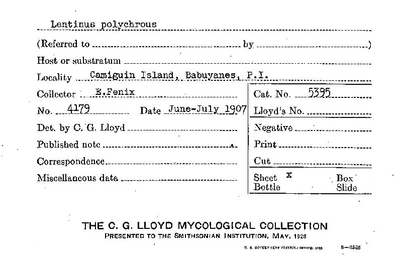 Lentinus polychrous image