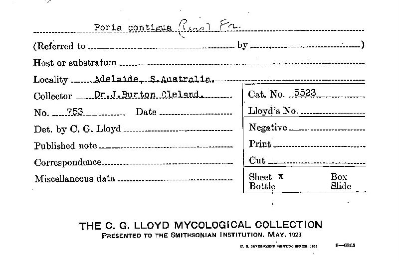 Fuscoporia contigua image