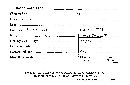 Octaviania rosea image
