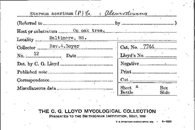 Dendrothele acerina image