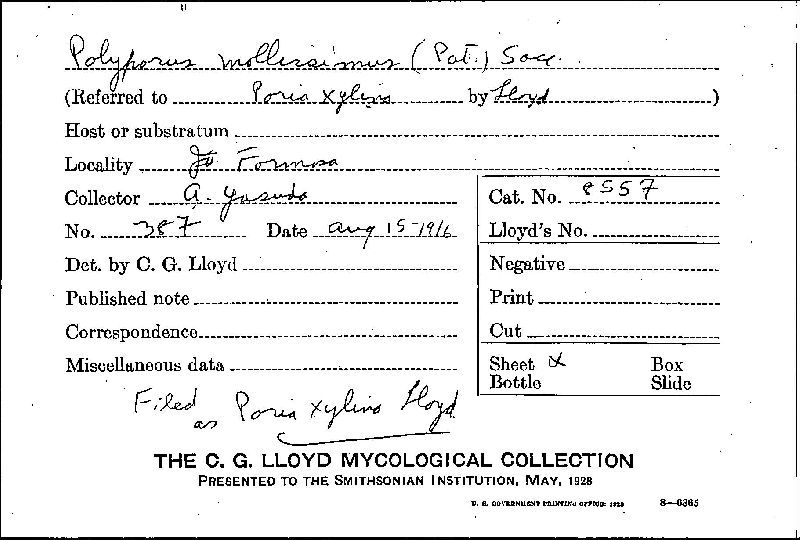 Leucophellinus hobsonii image