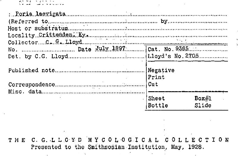 Phellinus laevigatus image