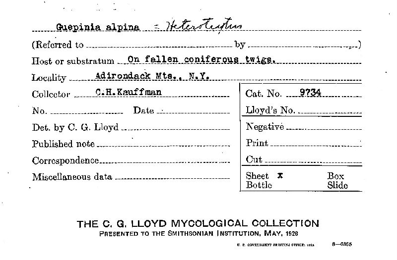 Guepinia alpina image