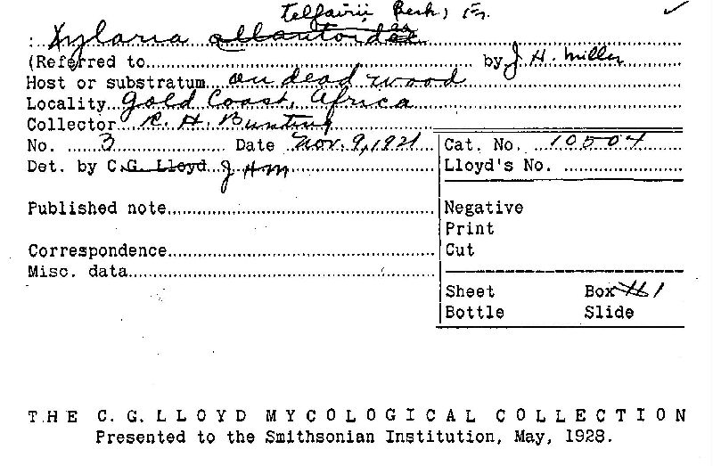 Xylaria telfairii image