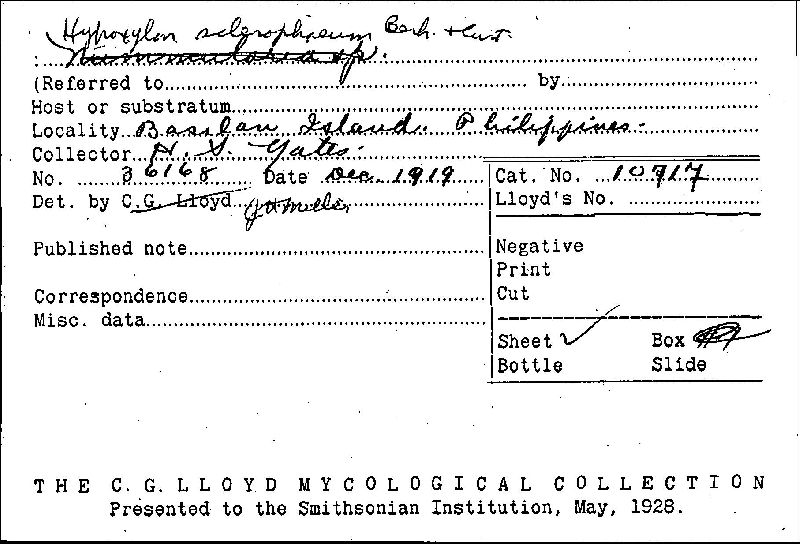 Hypoxylon sclerophaeum image