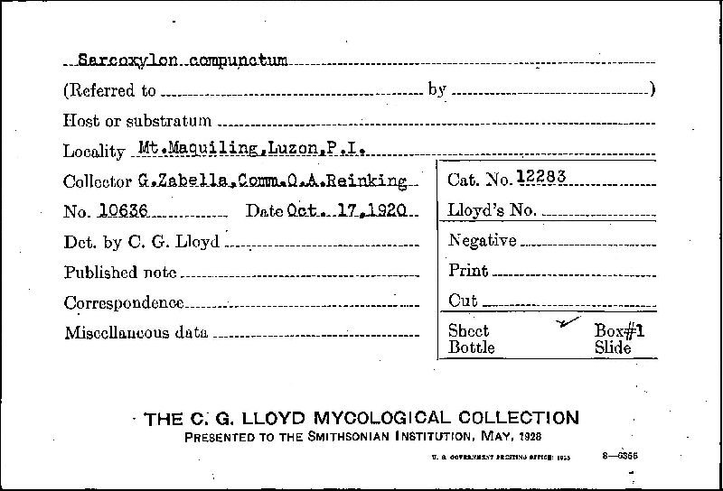 Xylaria compuncta image
