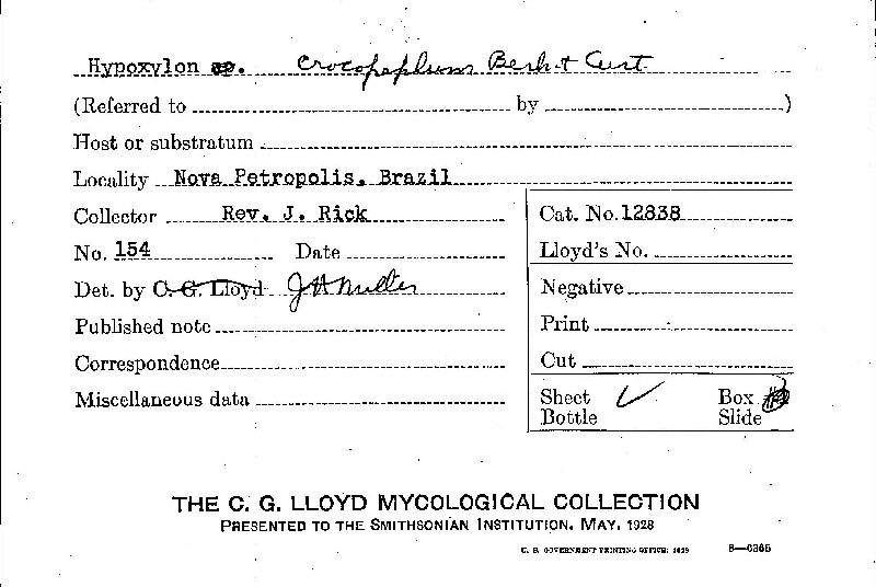 Hypoxylon crocopeplum image