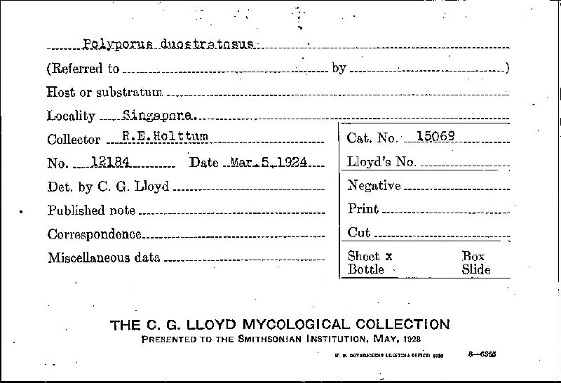 Inonotus duostratosus image