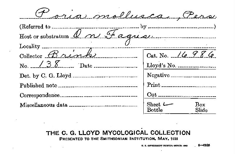 Trechispora mollusca image