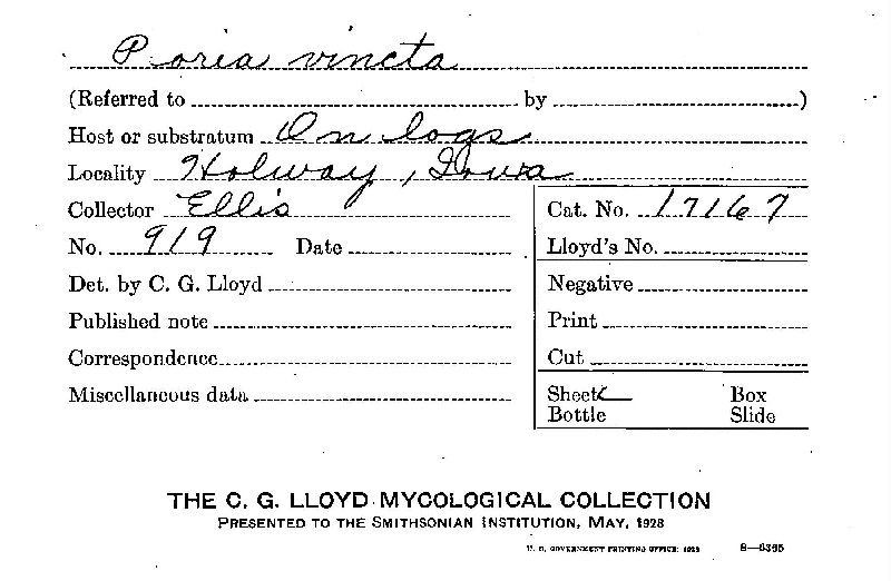 Rigidoporus vinctus image