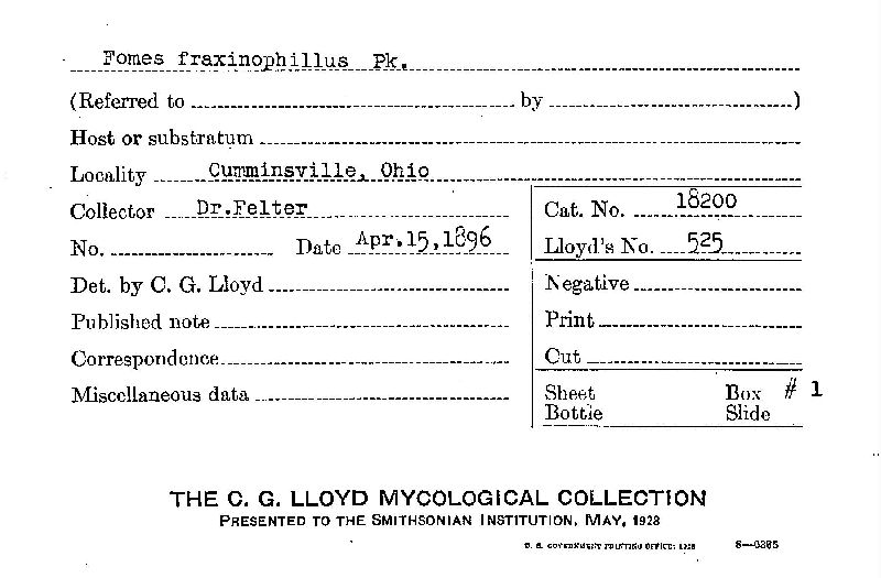 Fomes fraxinophilus image