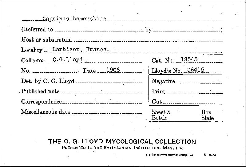 Parasola hemerobia image