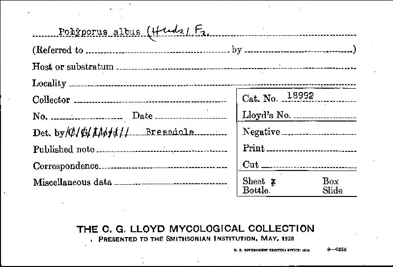Polyporus albus image