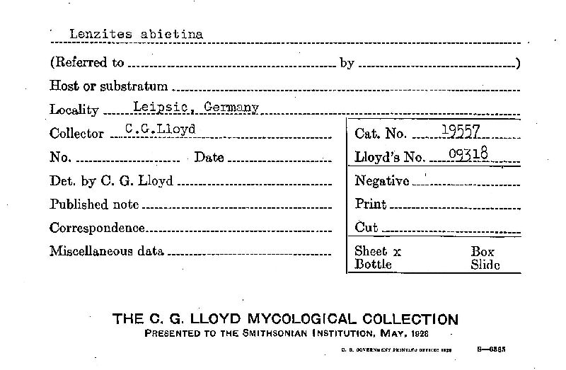 Gloeophyllum abietinum image