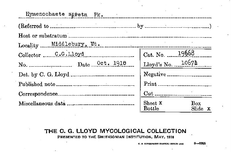 Hymenochaete spreta image