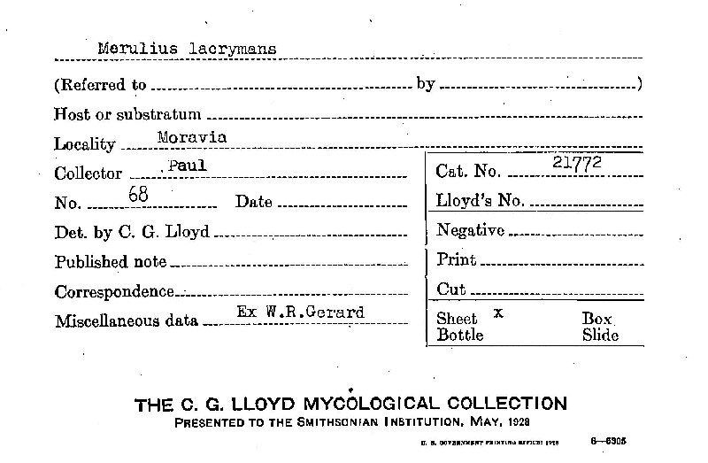 Serpula lacrymans image