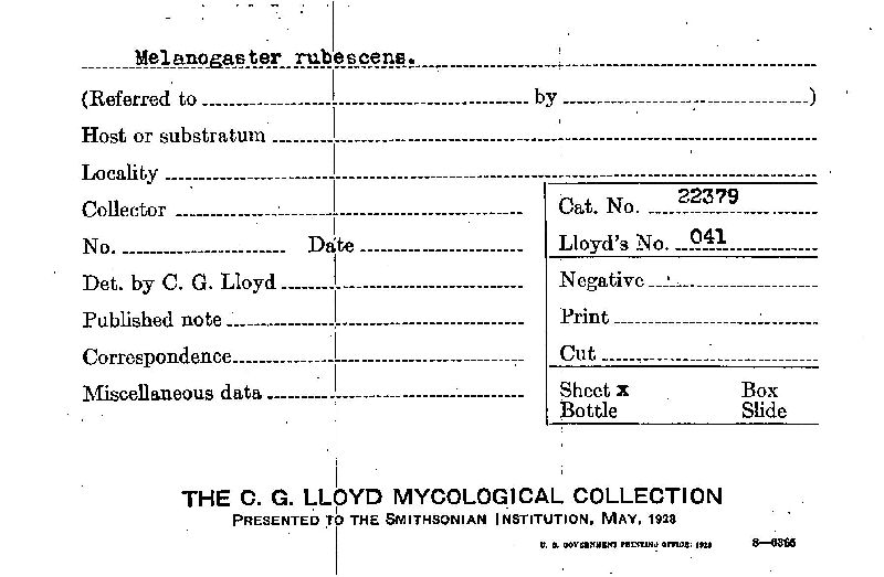 Melanogaster rubescens image