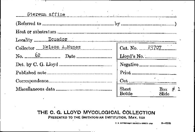 Cotylidia aurantiaca image