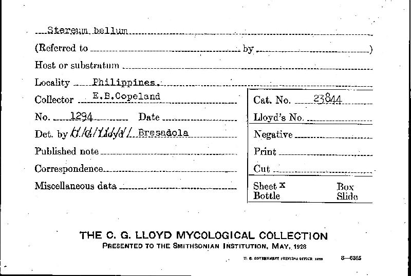 Stereum bellum image