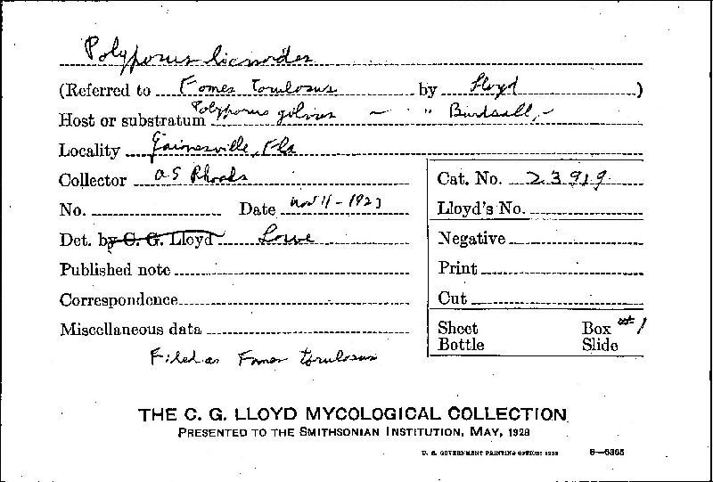 Fuscoporia torulosa image