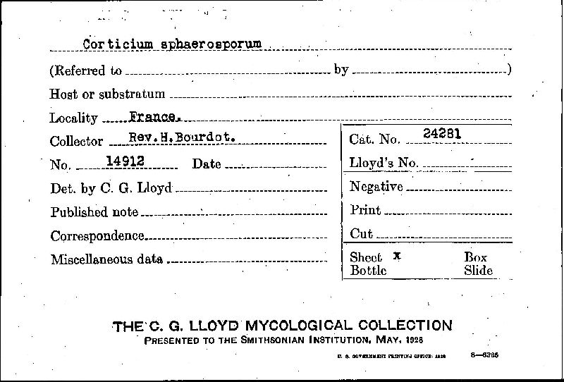 Trechispora sphaerospora image