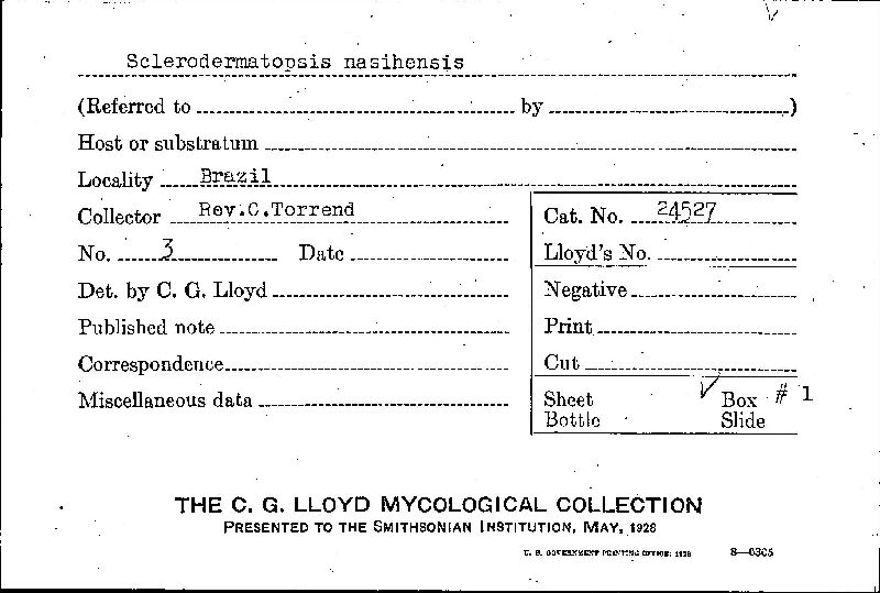 Sclerodermatopsis nasihensis image