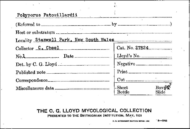 Inonotus patouillardii image