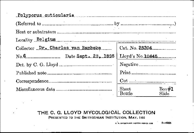 Inonotus cuticularis image