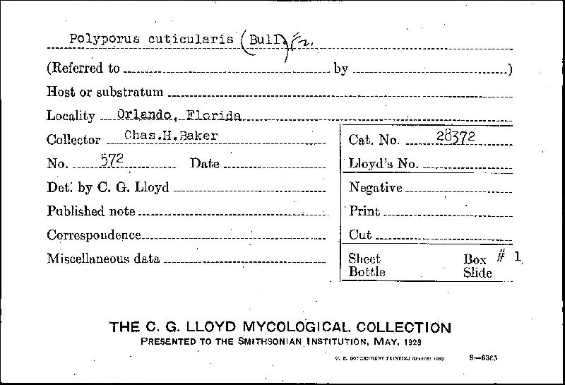 Inonotus cuticularis image