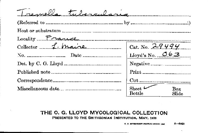 Ascocoryne albida image