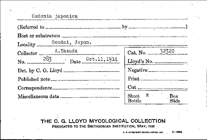 Cudonia japonica image