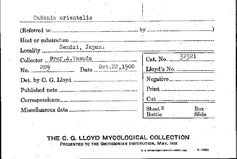 Cudonia orientalis image