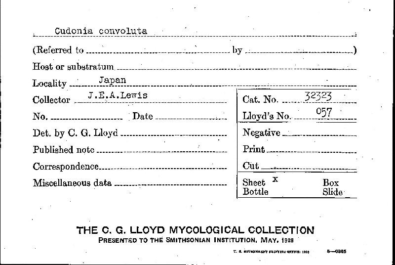 Cudonia convoluta image