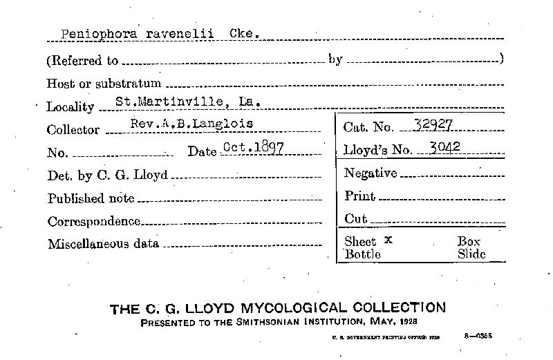 Phlebiopsis ravenelii image