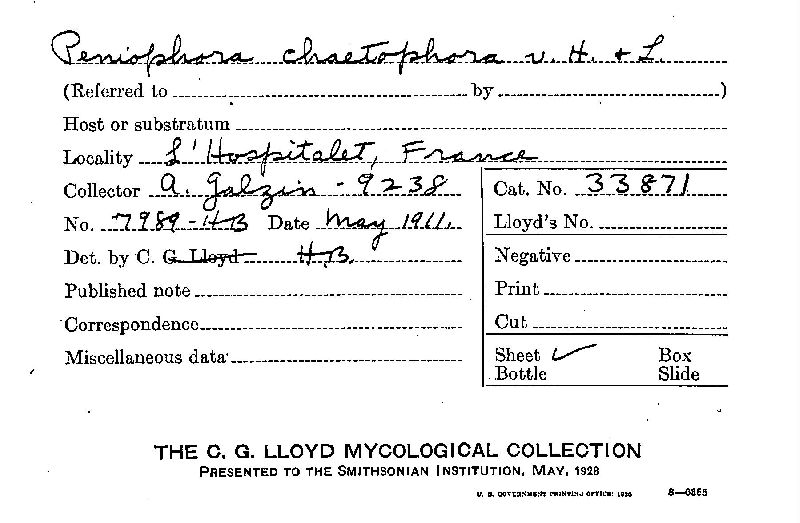 Tubulicrinis chaetophorus image